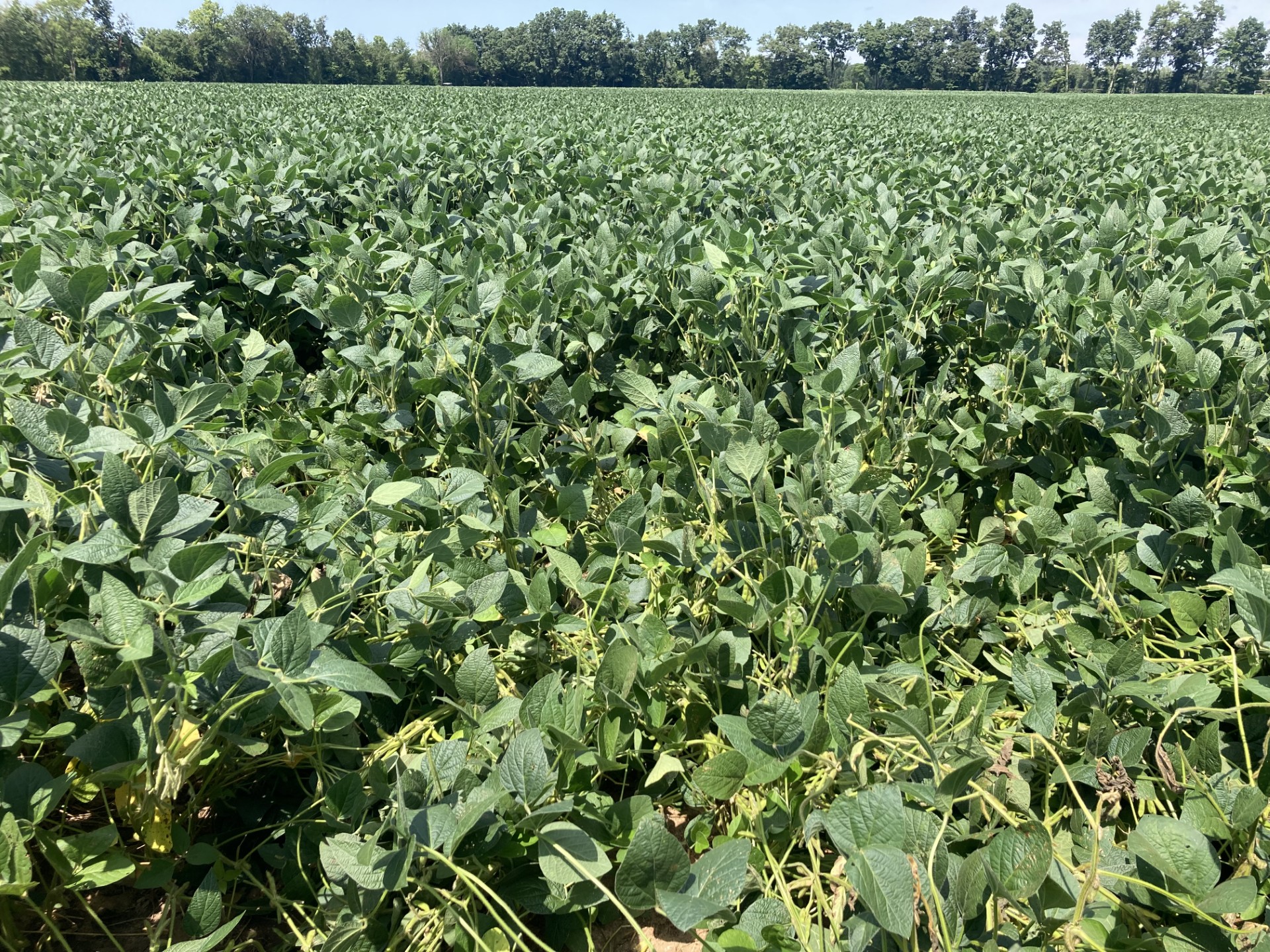 Soybean 15 in R5 white mold canopy view.jpg